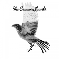 Common Linnets