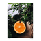 Oranges (EP) - B-Side (Lukas Leonhard)