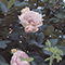 In Bloom (Single) - Wy