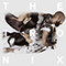 Abnormal Love (with Mikey.) (Single) - Ironix (The Ironix)