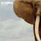 Mammoth (Single) - Interpol