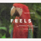 Feels (Single) - Calvin Harris (Harris, Calvin)