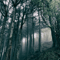 In the Dark Woods - Akira Kosemura (Kosemura, Akira)