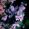 Leaves Painted Purple (Expanded Edition: CD 1) - Milieu (Brian Grainger)