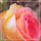The Fragrance Of Eternal Roses - Mathias Grassow (Grassow, Mathias Stephan)