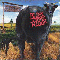 Dude Ranch - Blink-182 (Blink 182)