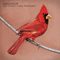 Old Crows / Young Cardinals (Australian Edition) - Alexisonfire