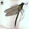 Dragonfly - Strawbs (The Strawbs)