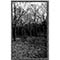 Forest Grave / Ostots (Split II) - Forest Grave