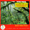 Music For Friends Of The Rain Forest - Evans, Gomer Edwin (Gomer Edwin Evans)