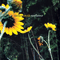 Sunflower (LP) - Smith, Darden (Darden Smith)
