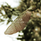 Propeller Seeds (Single)