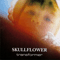 Transformer - Skullflower (Skvllflower)