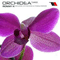 Orchidea (Single) - Ronny K (Roland Kempny)