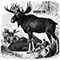 Stupid Elk (EP)
