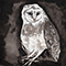 Owl Song (Single)