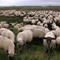 Grey Sheep (EP)